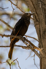 A Tristram's Starling on a Tree Branch