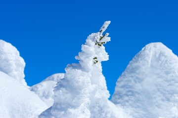 Trees Completely Covered In Snow Against Blue Sky