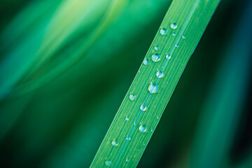 Closeup green leaf with drops of water. Drops of dew in morning glow in the sun. Beautiful leaf...