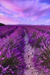 Wonderful nature vacation landscape. amazing sunset scene blooming lavender flowers. Moody sky,...