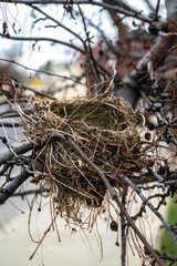 Old and Empty Bird's Nest at the End of the Season