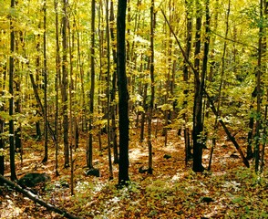 Fototapeta premium Sunlight Through The Forest