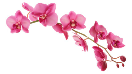 Beautiful Pink Orchid Flower with Long Stem isolated on a transparent background