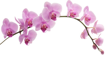 Beautiful Pink Orchid Flower with Long Stem isolated on a transparent background