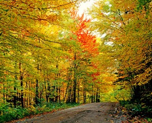 Autumn Trees Along Empty Road