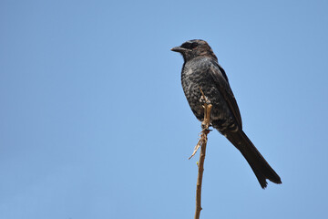 Gabelschwanzdrongo / Fork-tailed drongo / Dicrurus adsimilis.