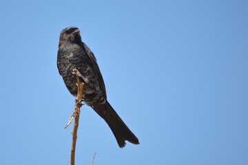 Gabelschwanzdrongo / Fork-tailed drongo / Dicrurus adsimilis.