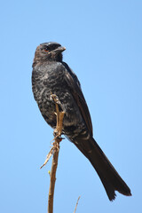 Gabelschwanzdrongo / Fork-tailed drongo / Dicrurus adsimilis.