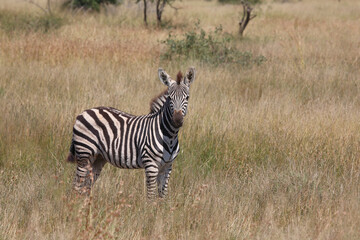 Steppenzebra / Burchell's zebra / Equus quagga burchellii.