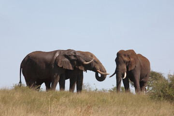 Afrikanischer Elefant / African elephant / Loxodonta africana