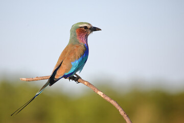 Gabelracke / Lilac-breasted roller / Coracias caudata