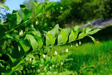 Plant with white flowers of Polygonatum odoratum (angular Solomon's seal or scented Solomon's seal. It is toxic plant. It is used in traditional Chinese medicine