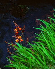 Falling Stars By A Stream