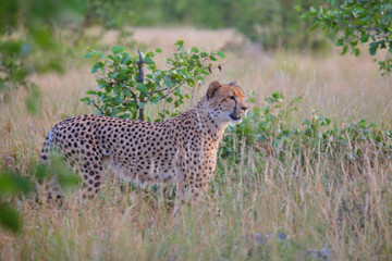 Gepard / Cheetah / Acinonyx jubatus © Ludwig