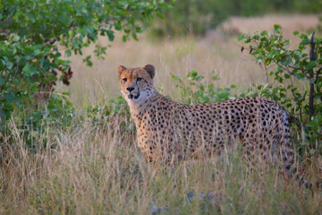 Gepard / Cheetah / Acinonyx jubatus © Ludwig