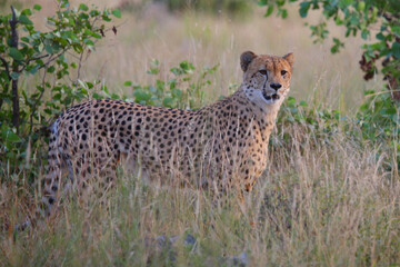 Gepard / Cheetah / Acinonyx jubatus © Ludwig