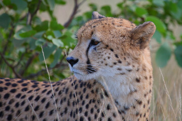 Gepard / Cheetah / Acinonyx jubatus © Ludwig