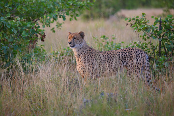 Gepard / Cheetah / Acinonyx jubatus © Ludwig