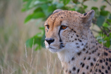 Gepard / Cheetah / Acinonyx jubatus © Ludwig