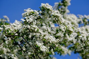 Close up of branch with blooming white flowers of Crataegus commonly called hawthorn, quickthorn, thornapple, May-tree, whitethorn, Mayflower or hawberry.