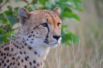 Gepard / Cheetah / Acinonyx jubatus © Ludwig