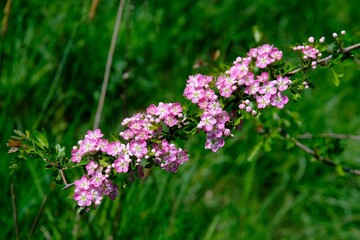 Obraz premium Close up of branch with blooming pink flowers of Crataegus commonly called hawthorn, quickthorn, thornapple, May-tree, whitethorn, Mayflower or hawberry.