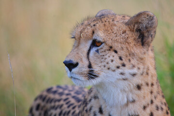 Gepard / Cheetah / Acinonyx jubatus