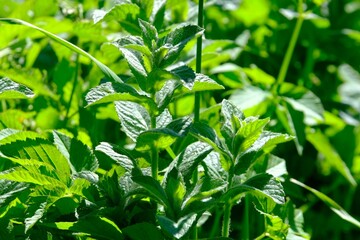 A lot of mint leaves (Mentha) growing on meadow. 