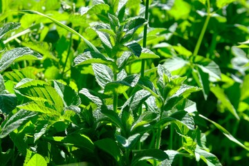 A lot of mint leaves (Mentha) growing on meadow. 