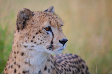 Gepard / Cheetah / Acinonyx jubatus © Ludwig