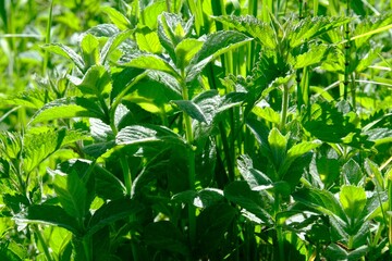 A lot of mint leaves (Mentha) growing on meadow. 
