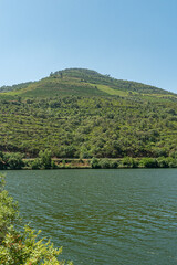 Fototapeta premium Landscape of the Douro river region in Portugal - Vineyards