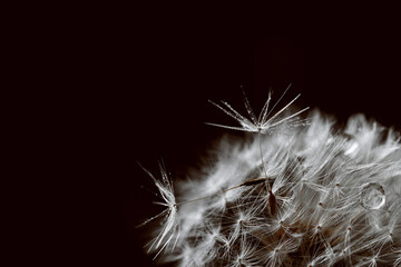Closeup of dandelion seeds with raindrops, highlighting the natural beauty and fragility against a...