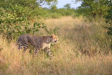Gepard / Cheetah / Acinonyx jubatus © Ludwig