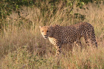 Gepard / Cheetah / Acinonyx jubatus © Ludwig