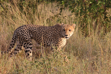 Gepard / Cheetah / Acinonyx jubatus © Ludwig