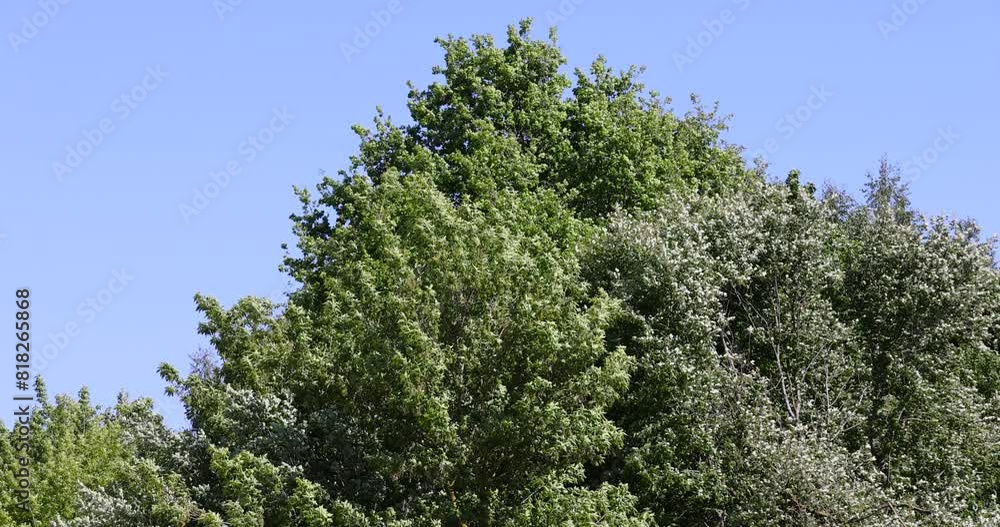 Wall mural deciduous trees in the summer, a rural area with different deciduous trees in a mixed forest