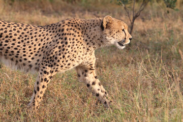 Gepard / Cheetah / Acinonyx jubatus © Ludwig
