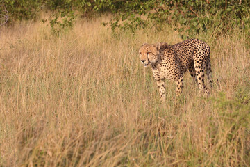 Gepard / Cheetah / Acinonyx jubatus © Ludwig