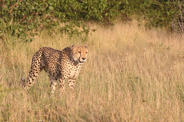 Gepard / Cheetah / Acinonyx jubatus © Ludwig