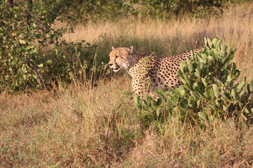 Gepard / Cheetah / Acinonyx jubatus © Ludwig
