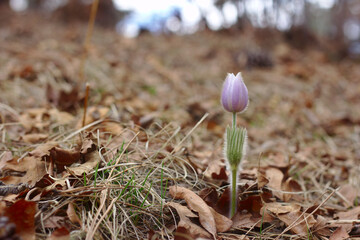 Blooming Purple Pasque Flowers in the Spring