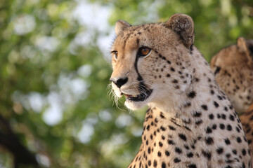 Gepard / Cheetah / Acinonyx jubatus © Ludwig