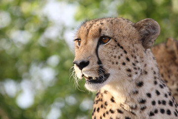 Gepard / Cheetah / Acinonyx jubatus © Ludwig