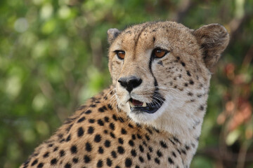Gepard / Cheetah / Acinonyx jubatus © Ludwig