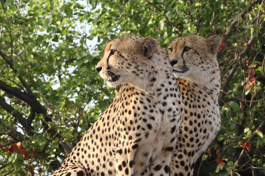 Gepard / Cheetah / Acinonyx jubatus