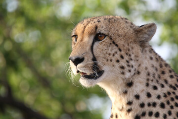 Gepard / Cheetah / Acinonyx jubatus