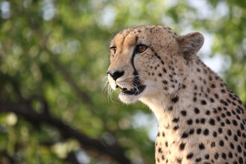 Gepard / Cheetah / Acinonyx jubatus © Ludwig