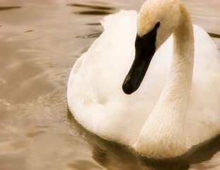 Swan