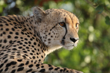 Gepard / Cheetah / Acinonyx jubatus © Ludwig